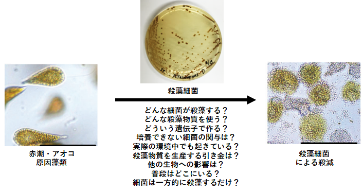 岩崎電気殺藻灯(アオコ抑制 有機物の分解) 15W 2灯式 日本初の - www